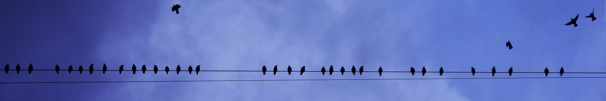 birds on a wire